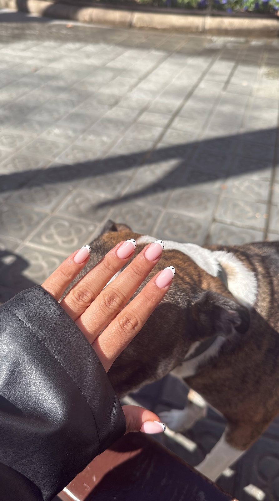 Mano con manicura rosa y un perro atigrado en la calle